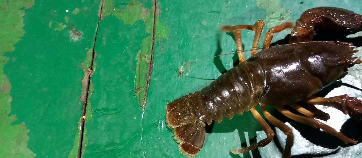 Edukacija i terensko istraživanje